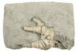 Crinoid (Barycrinus) Fossil - Crawfordsville, Indiana #188687-1